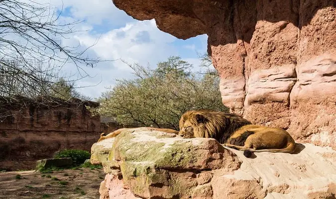 Zoológico de Hannover