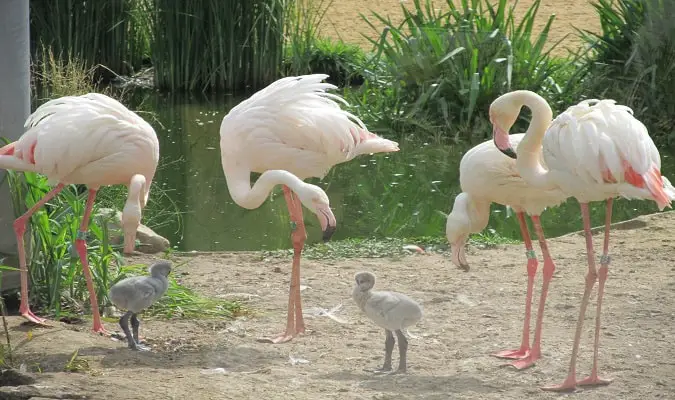 Zoológico de Erfurt