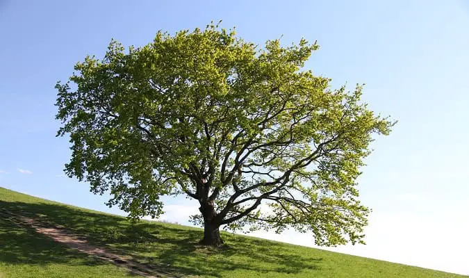 Área Verde em Munique