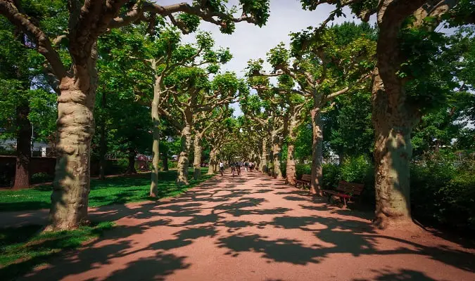 Outra opção para relaxar em Frankfurt no verão é visitar um dos seus parques